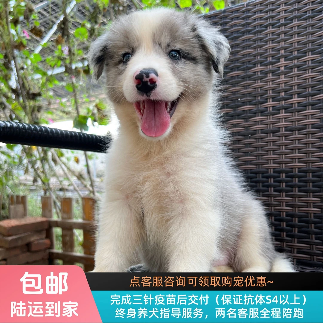 椰奶-蓝陨石色边牧弟弟边境牧羊犬幼犬