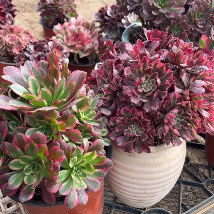 大安娜加大红彤白