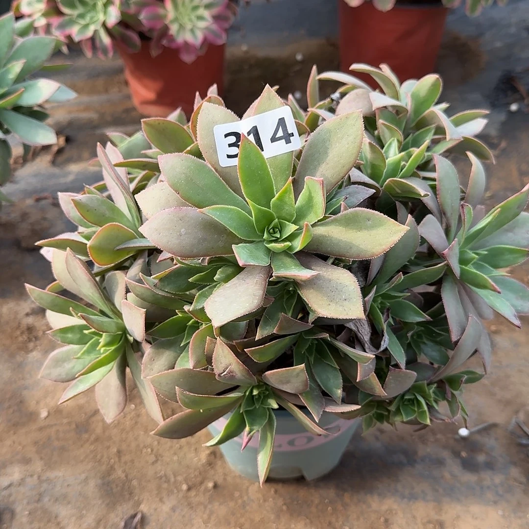 多肉植物红叶314号