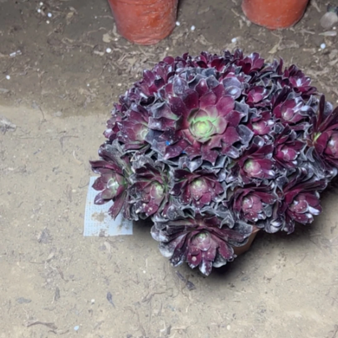 【闪购商品】缘**你多肉植物砍有跟系不多8