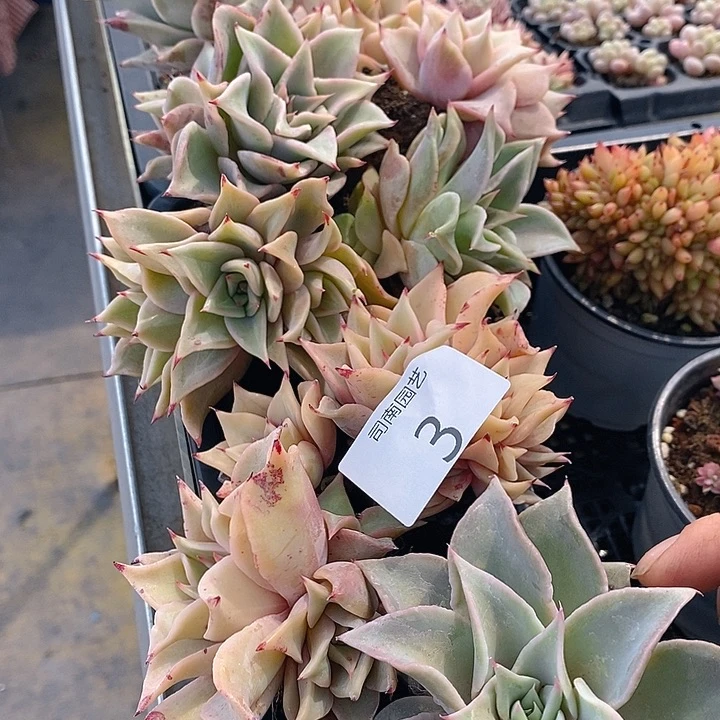 3 多肉植物盆栽花卉植物