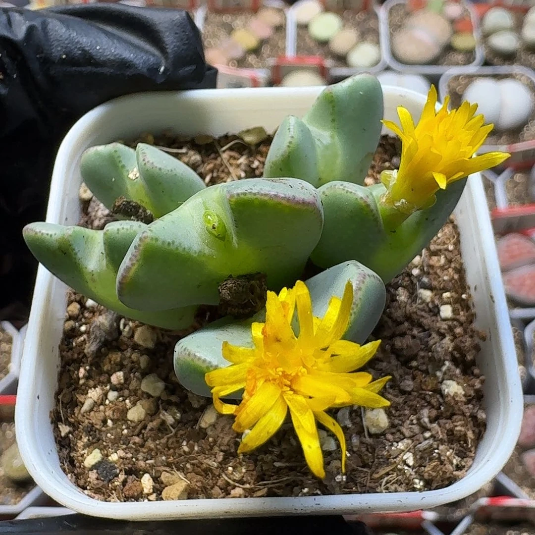 生石花111111。  259