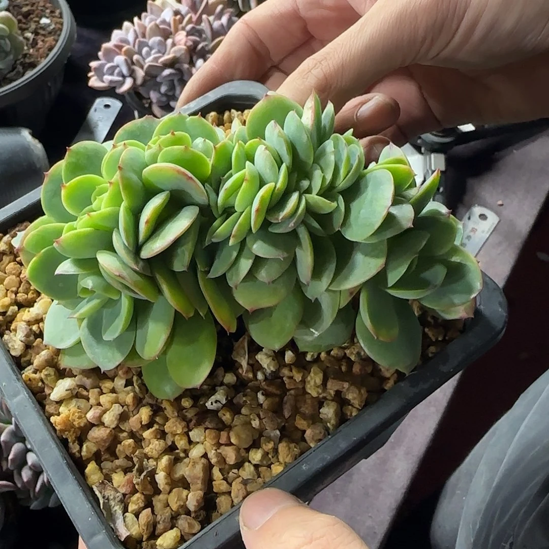 碧桃缀小树一物一拍