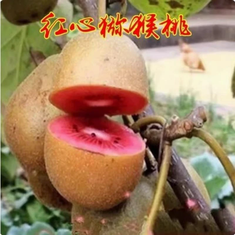 猕猴桃树果苗红心软枣猕猴桃苗嫁接徐香四季结果南北方种植果树苗
