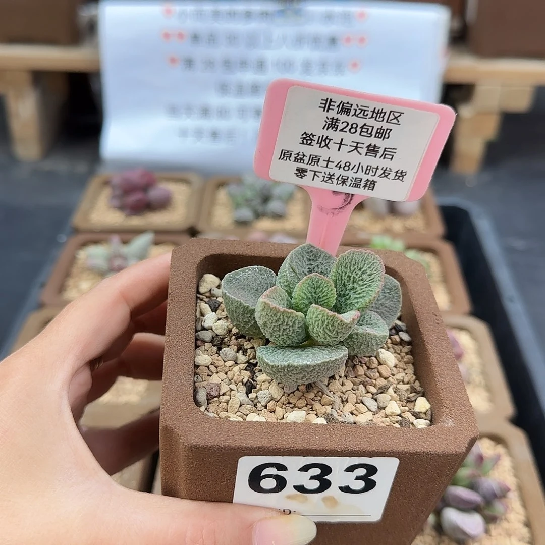 D****n633菏鲁多肉植物