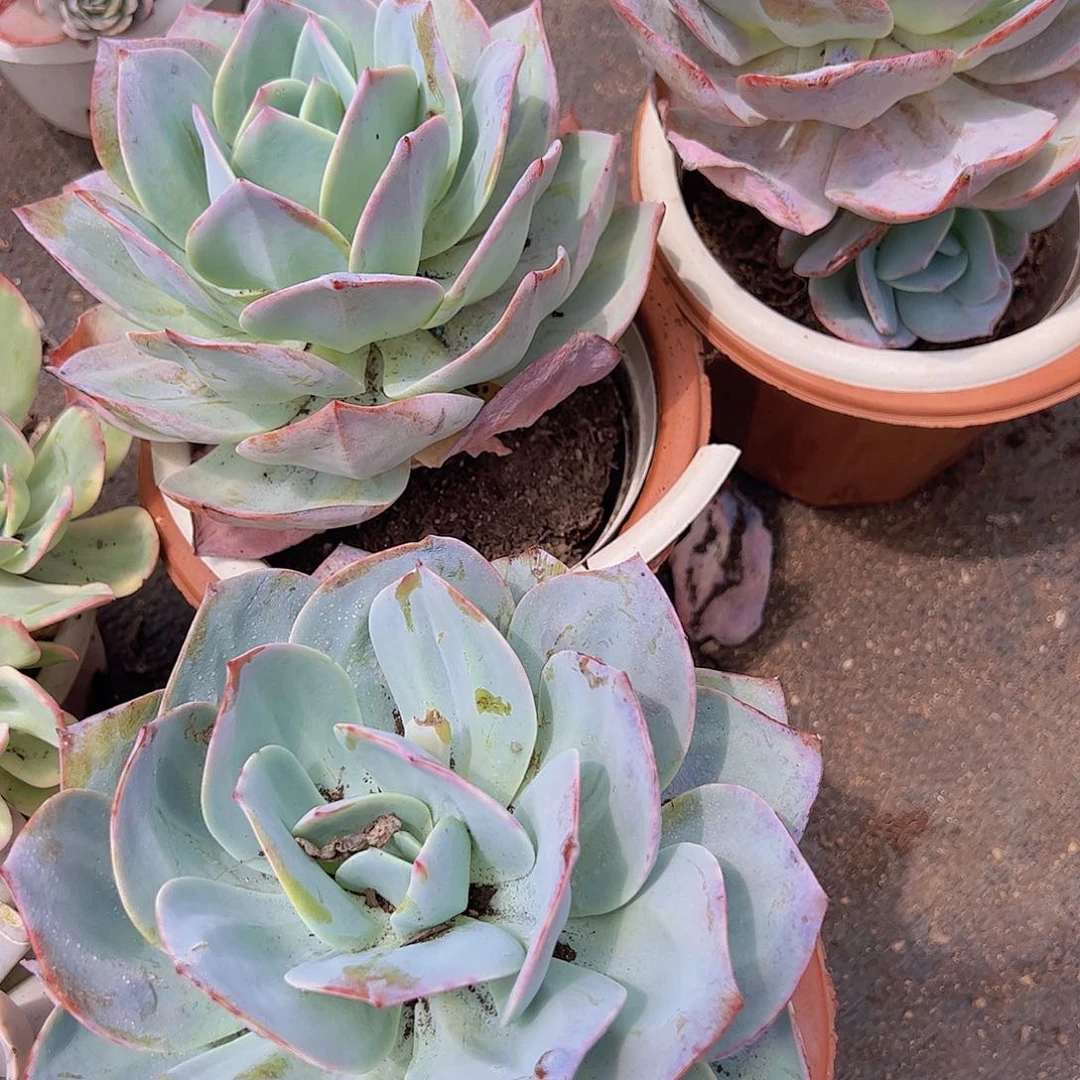 血凤大单头精品老桩