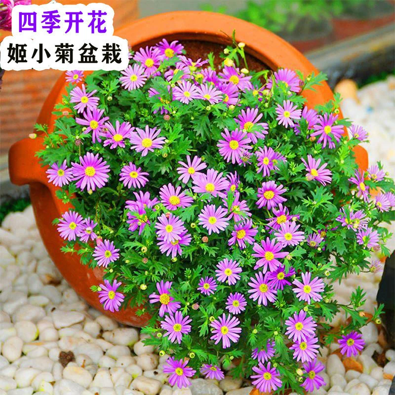 姬小菊盆栽带花苞发货盆栽四季开花机器耐热耐寒易爆盆清仓雏菊