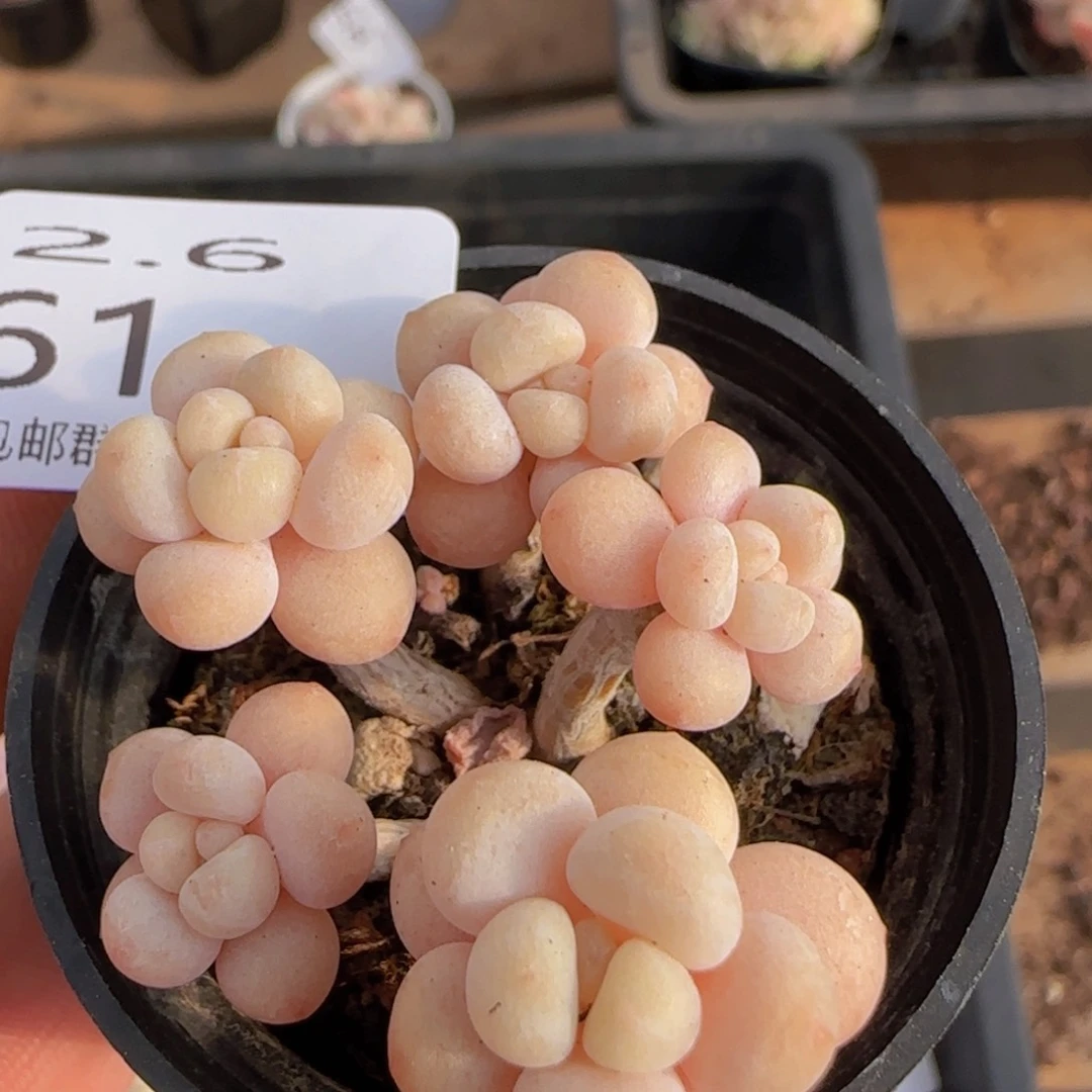 婷*鱼子酱老桩一颗脱土