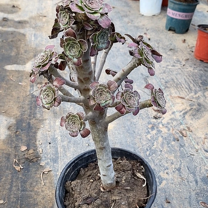 拉丝93多肉植物法师法师