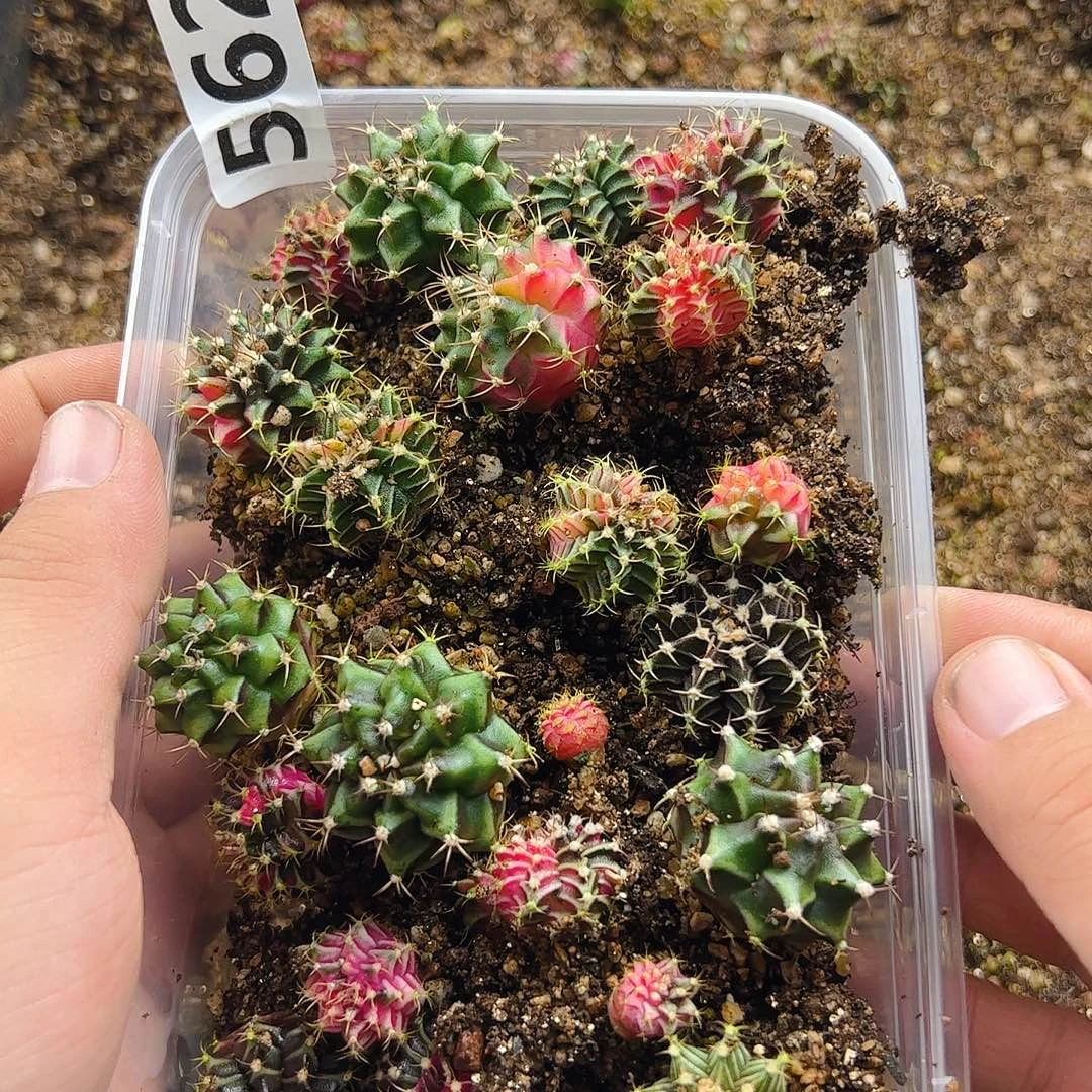 天***朵当前无花栽培后可以开花562