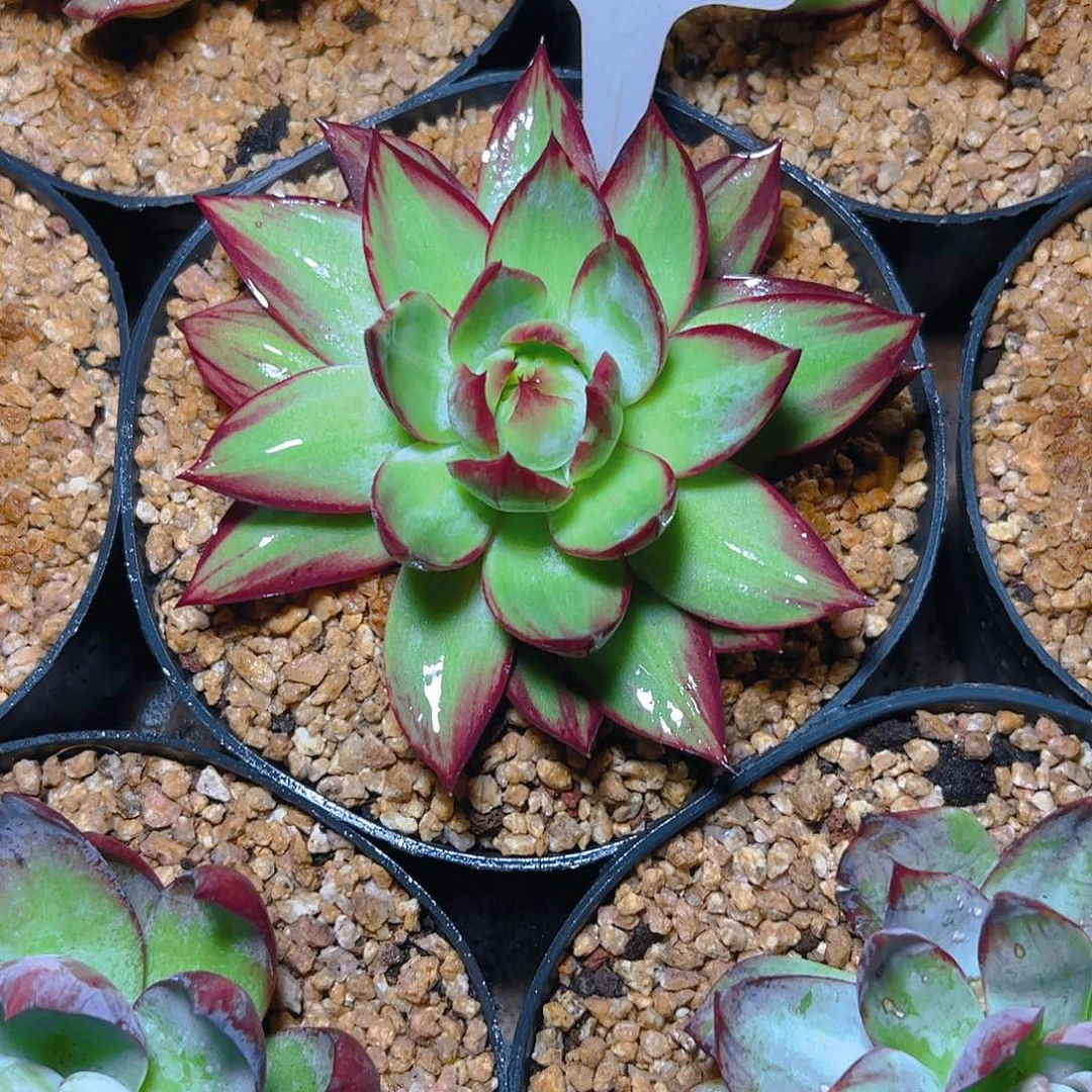 妄***念惊鸿仙子福利2091号