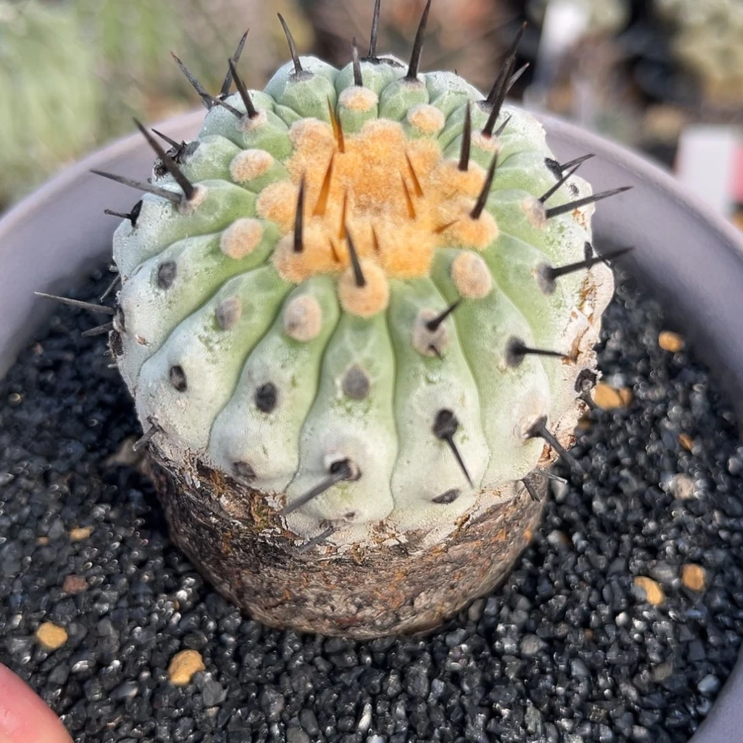 汤圆植物孤龙好帅