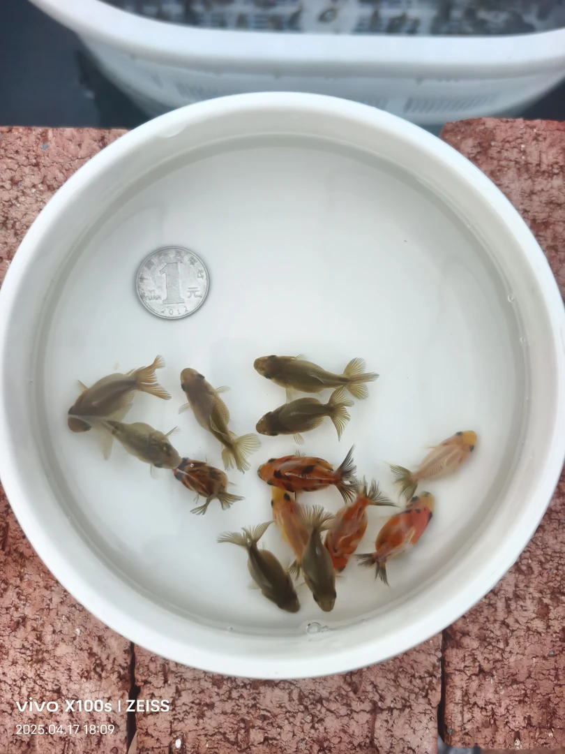 泰狮玛丽·将军·百褶苗3公分左右【收到货请拍开箱视频无视频不售后