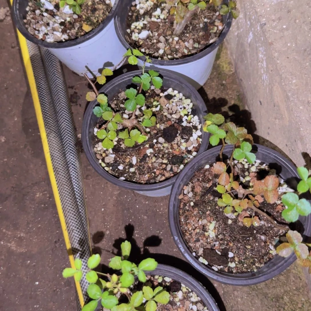 块根植物块根植物