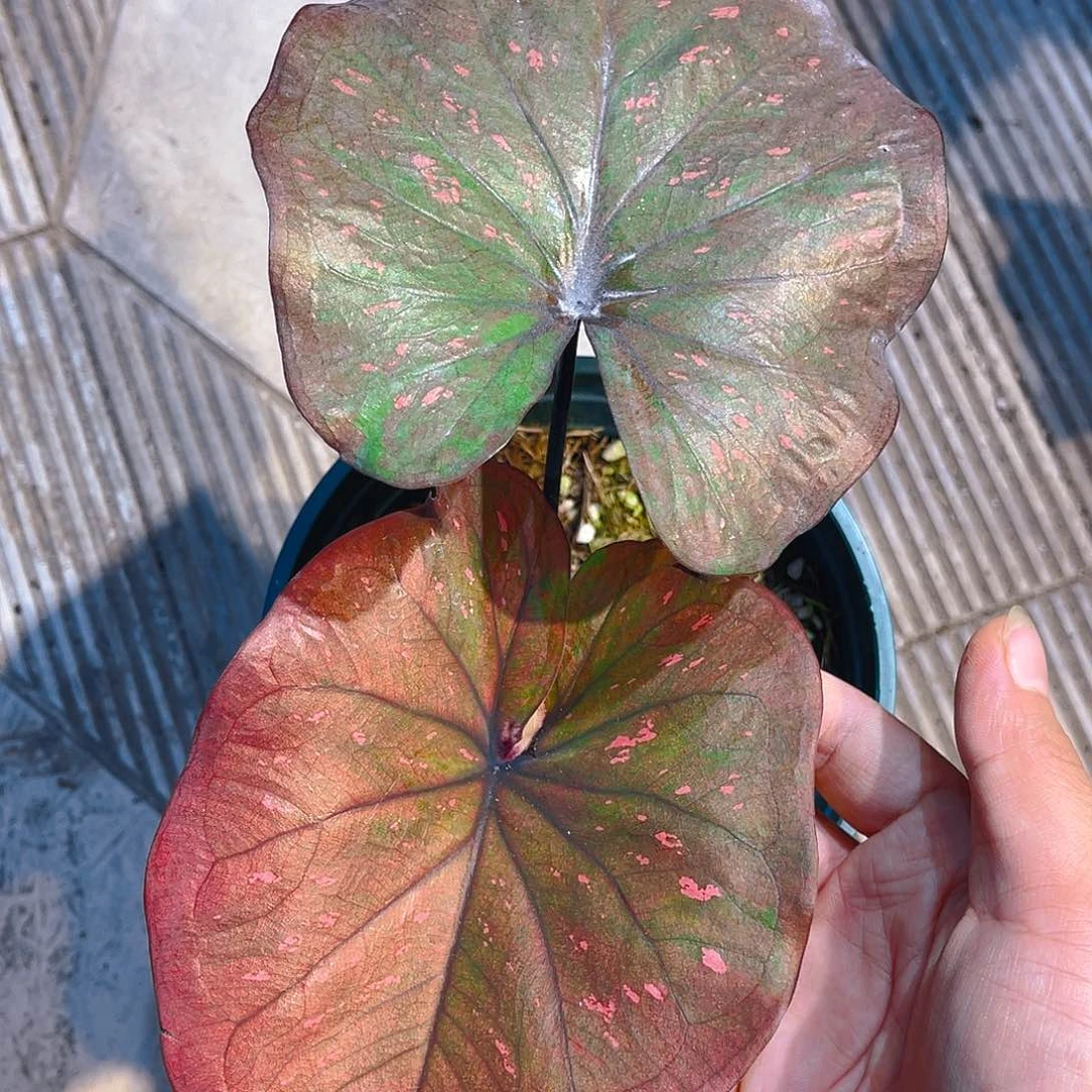 完全开放泰彩一物一拍4441