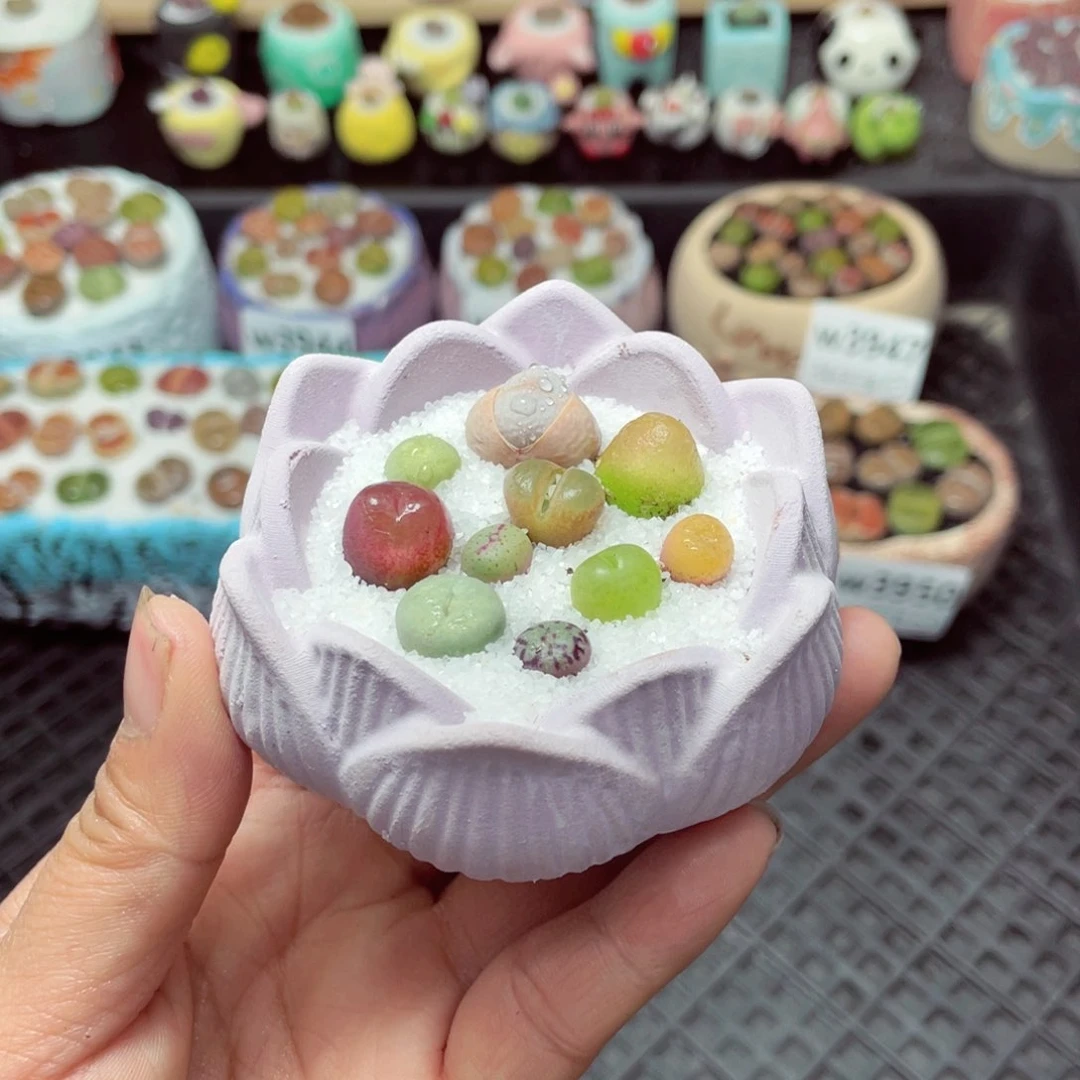 w3951 带盆土发货-零下地区拍保温箱