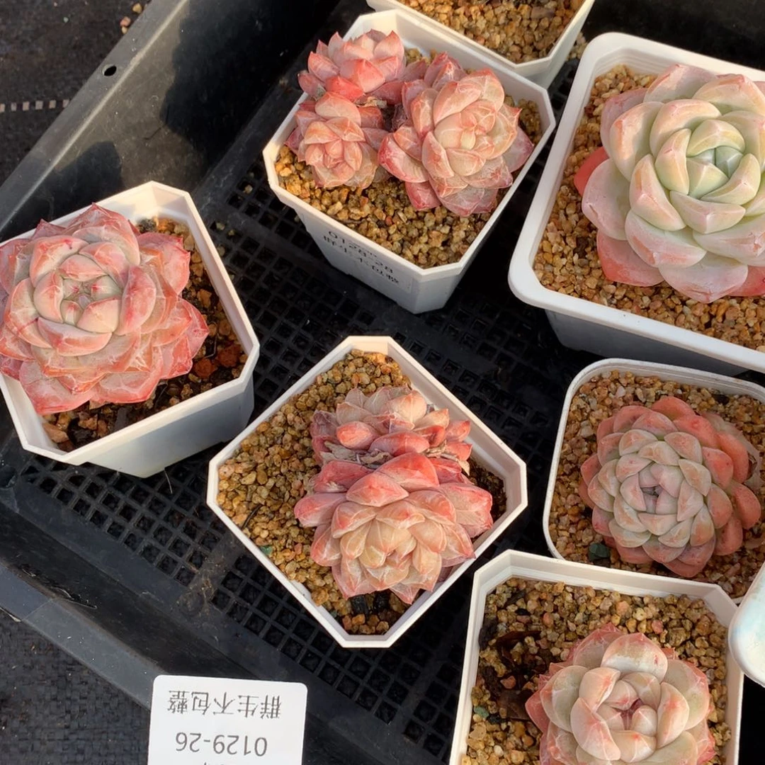 0129-26 粉钻优选