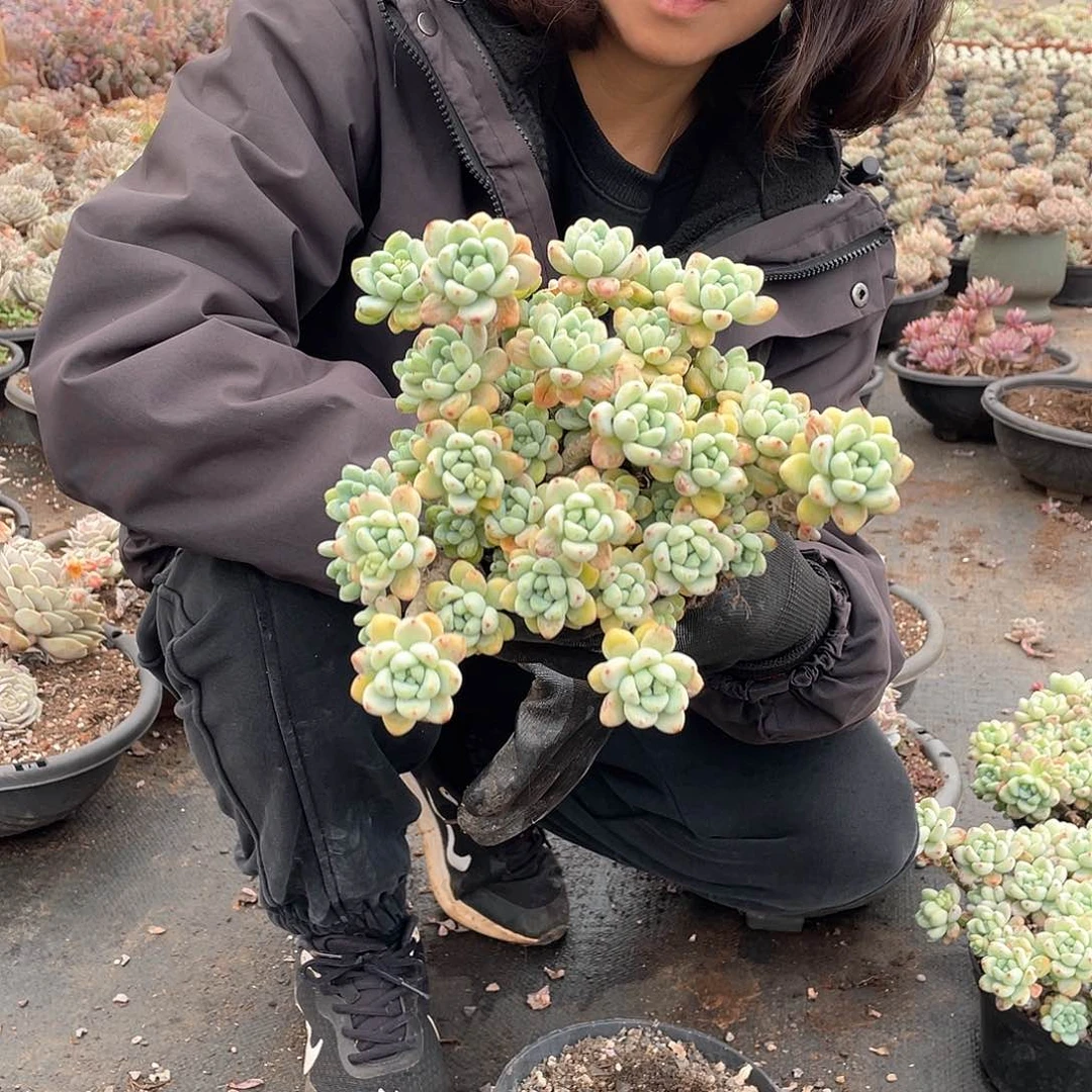 劳尔9.9米 量拍多肉