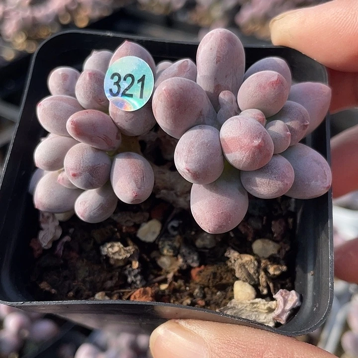 仙子奶酪多肉植物