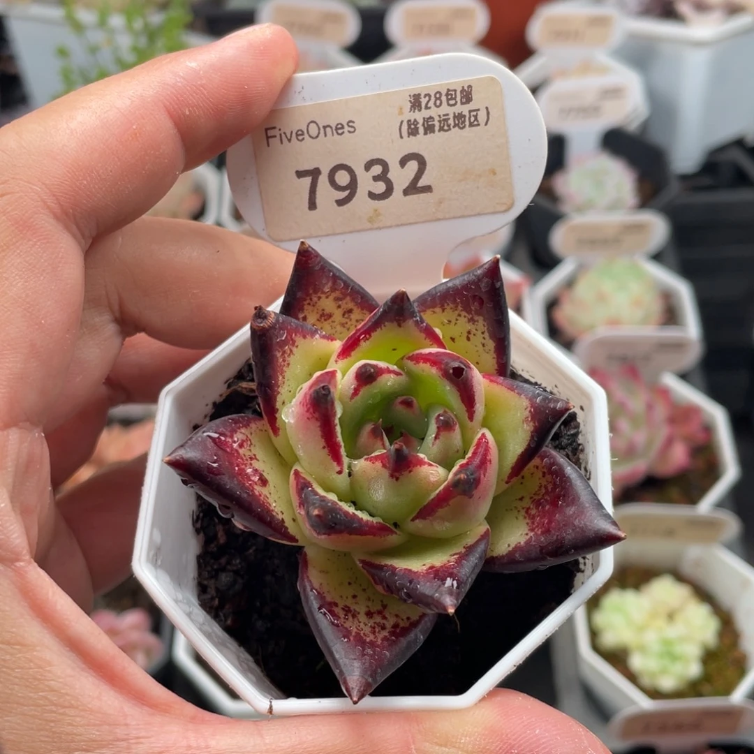 乌木7932-5.5厘米