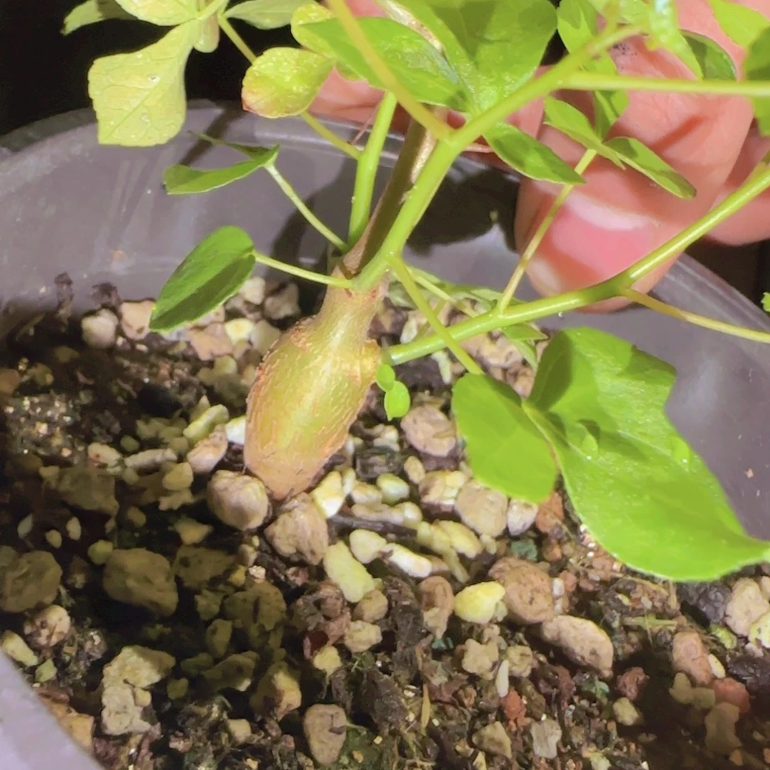 D***D块根植物块根植物