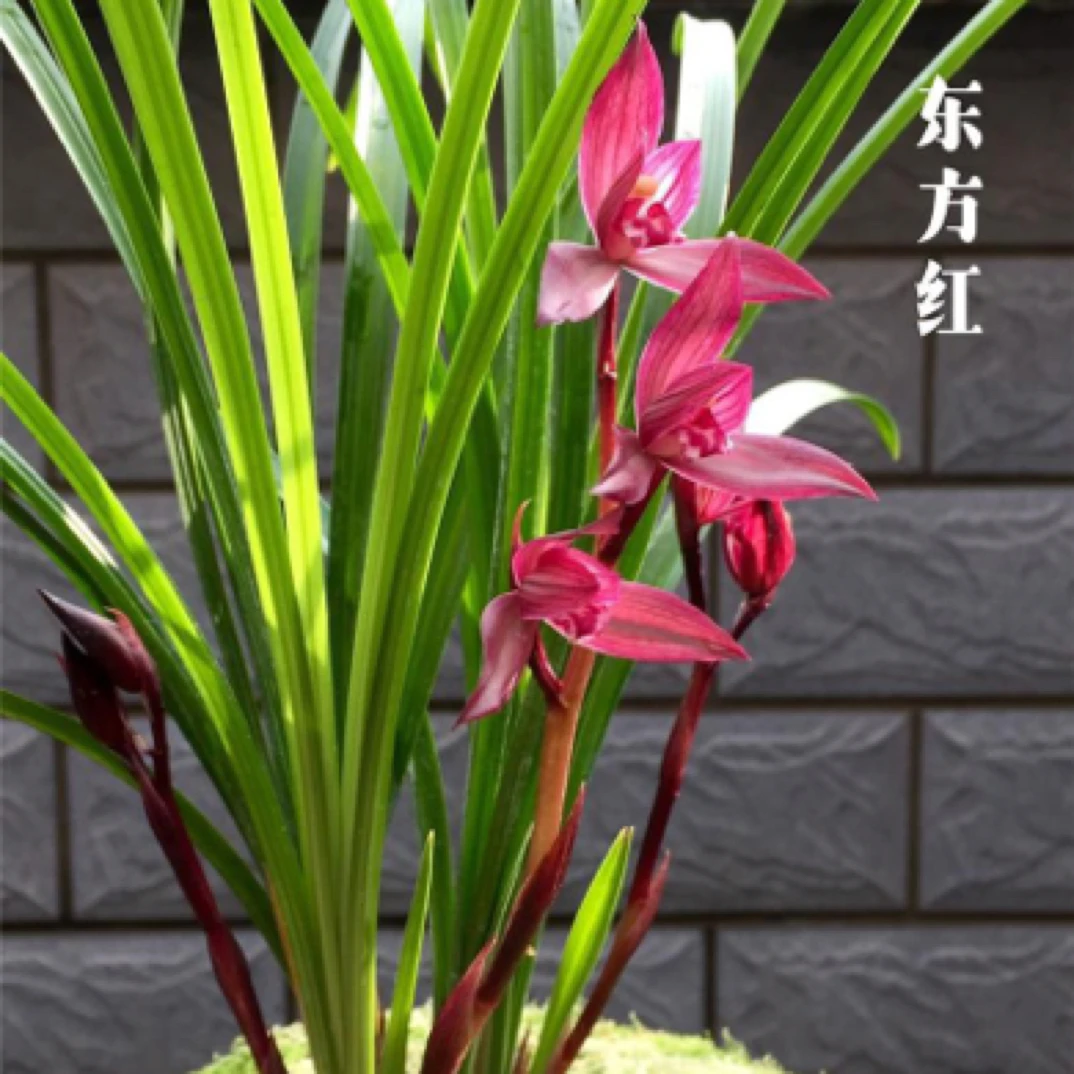 春剑铭品（东方红）两苗特壮苗 脱盆裸根发货