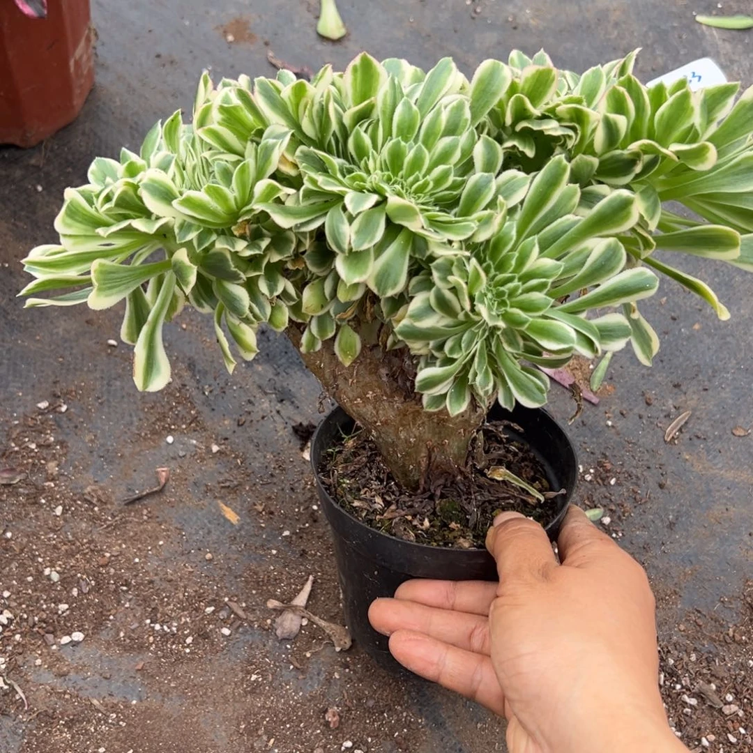 233迈巴赫缀炖肉植物洗衣