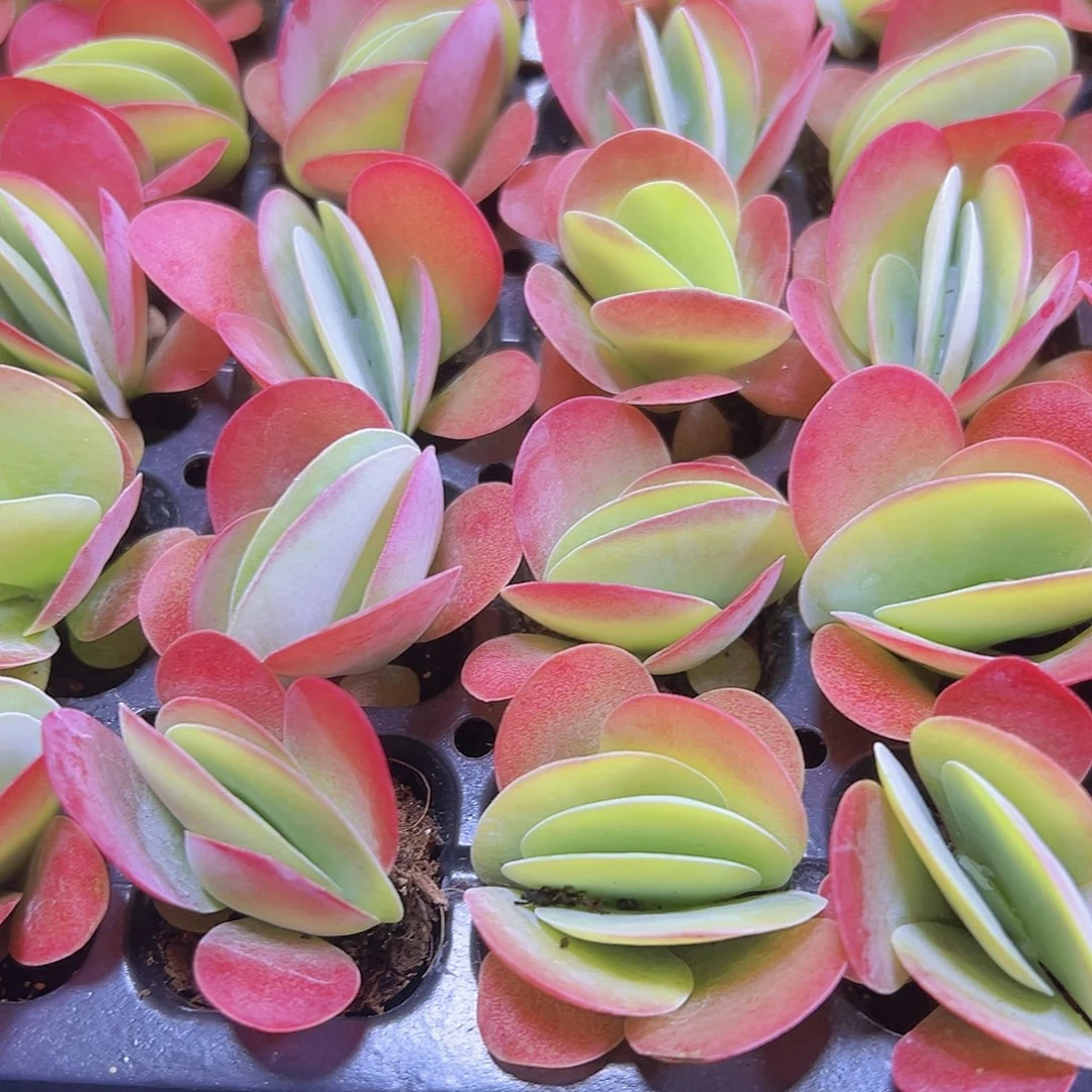 小唐寅5个19包邮多肉