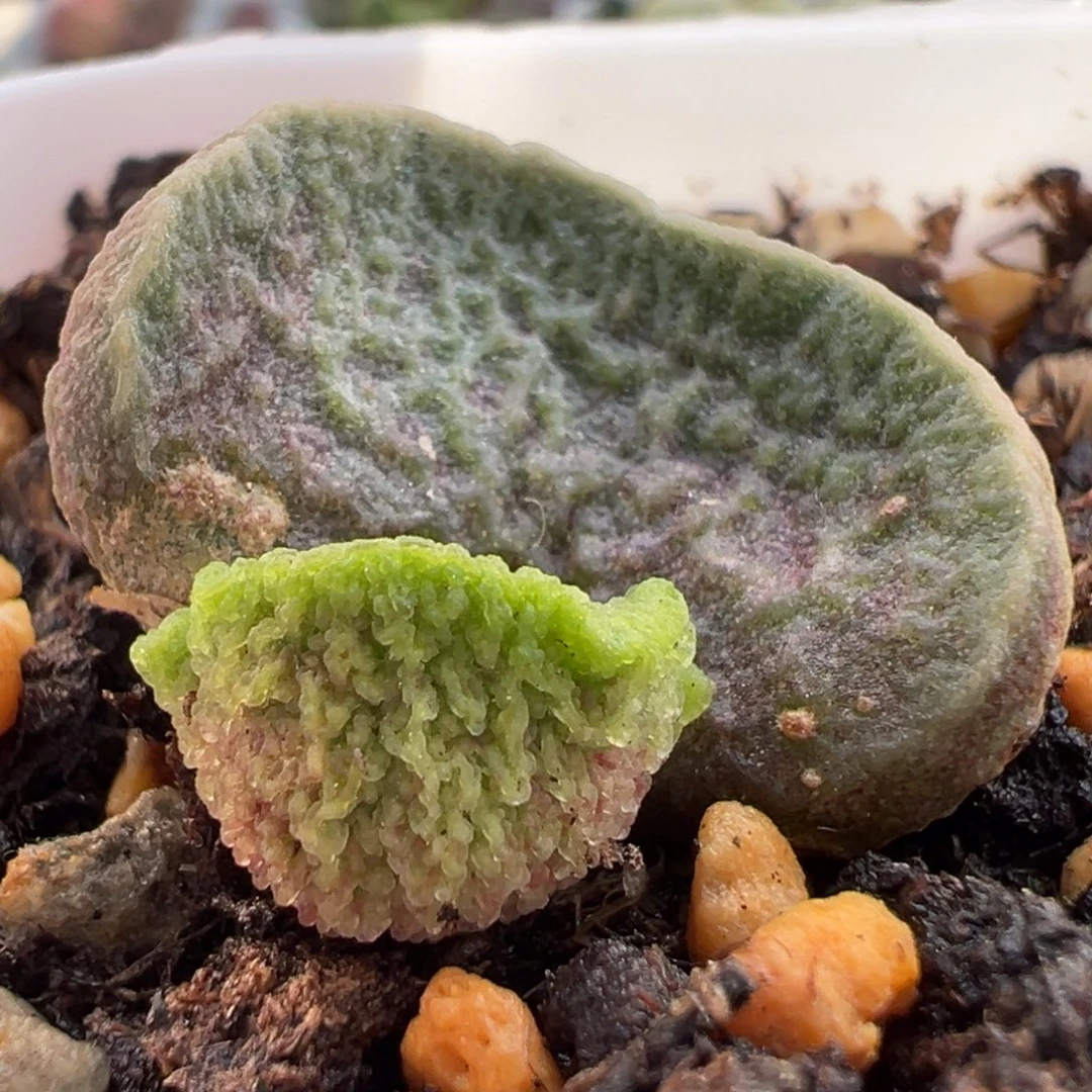 实生新品大苗多肉植物水泡