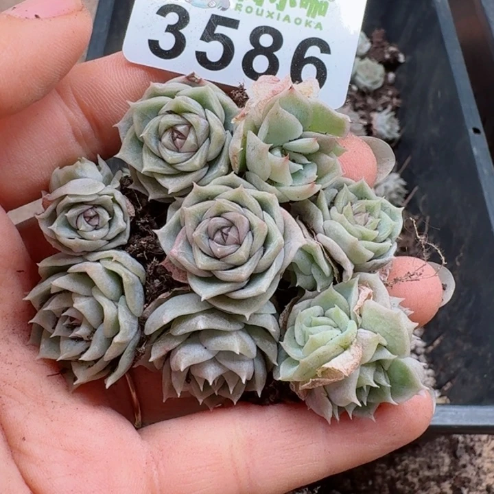 多肉植物多肉植物