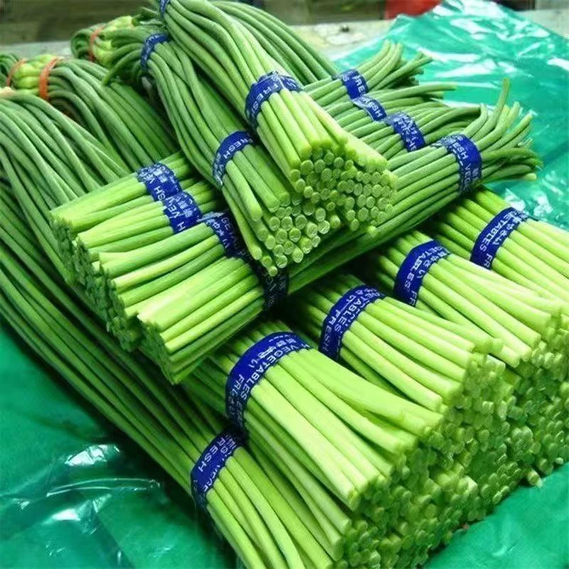 【新鲜脆嫩】山东金乡新鲜蒜苔嫩蒜苔新鲜批发蒜薹蒜毫新鲜当季蔬菜