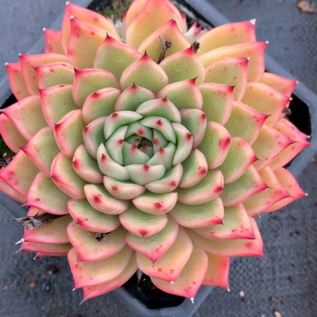 5339杂交多肉植物基地