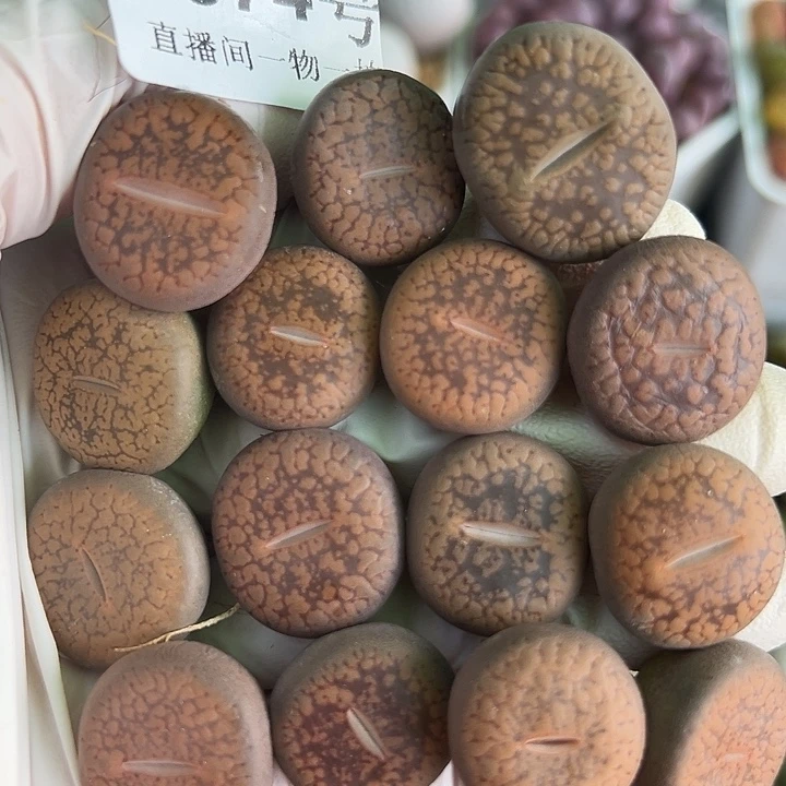 8874 好养易活生石花大母本15个2cm左右