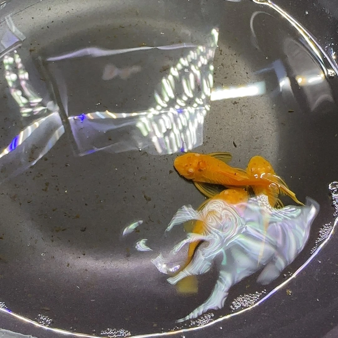 孔雀鱼5厘米左右胡子三条