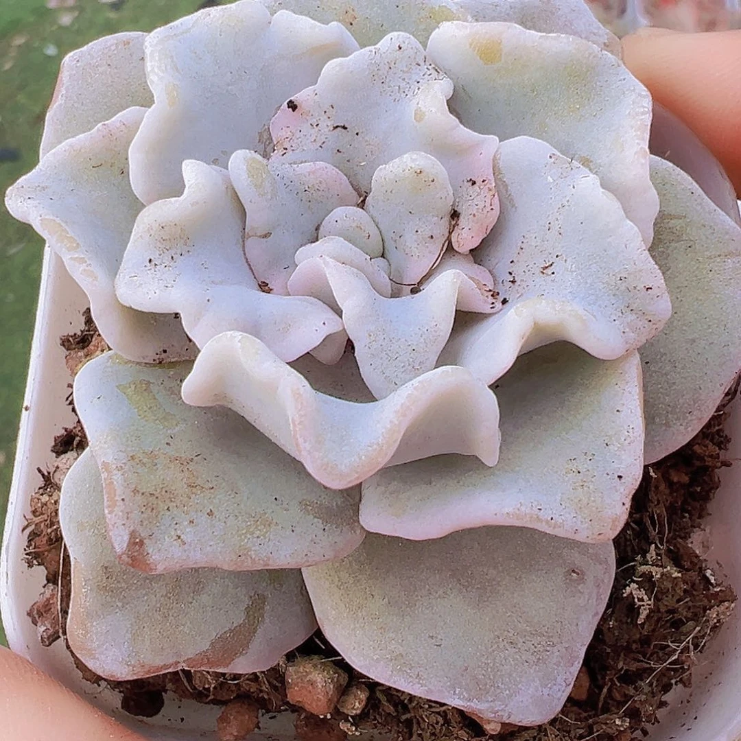 白饺子皮19包邮多肉