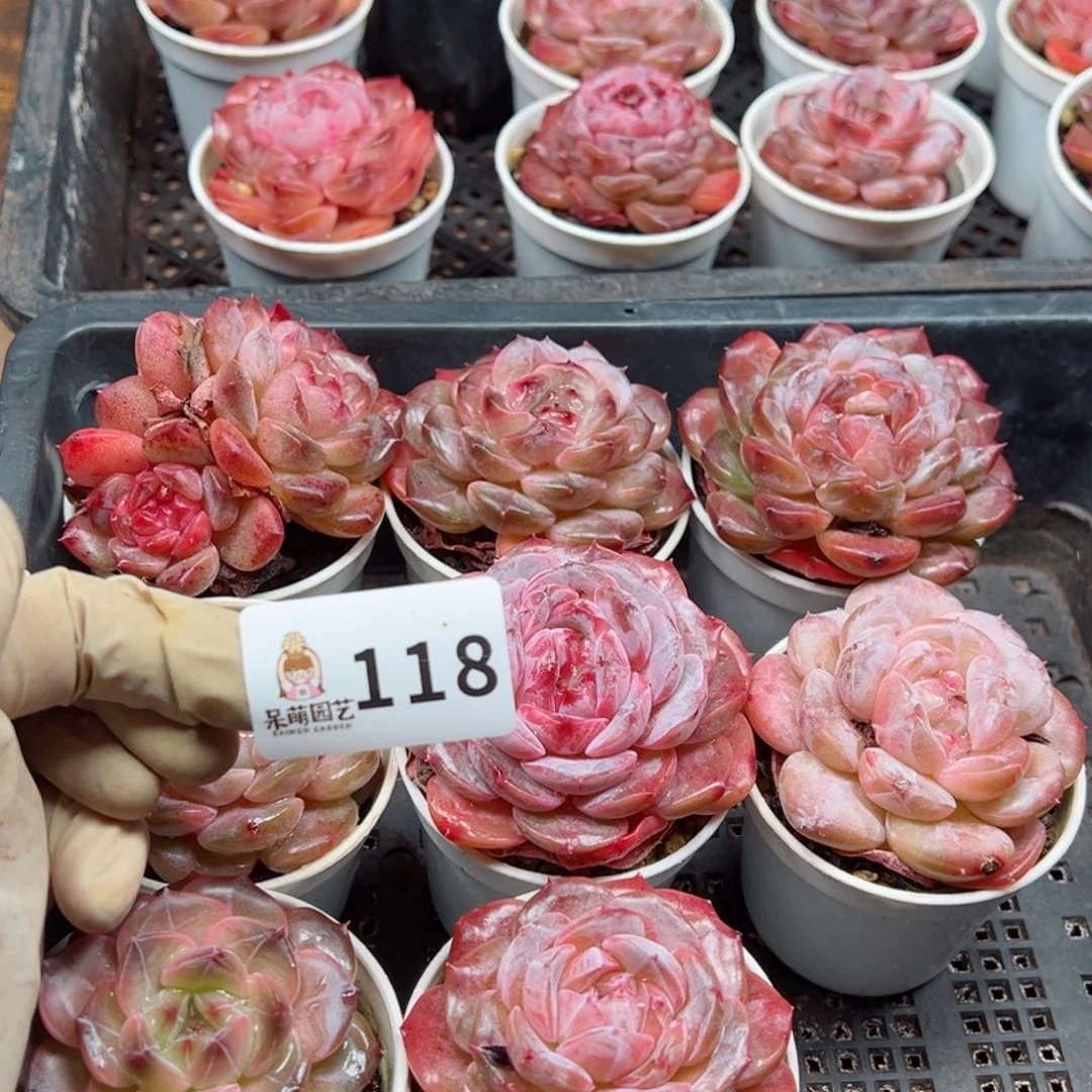 L**n多肉植物多肉植物