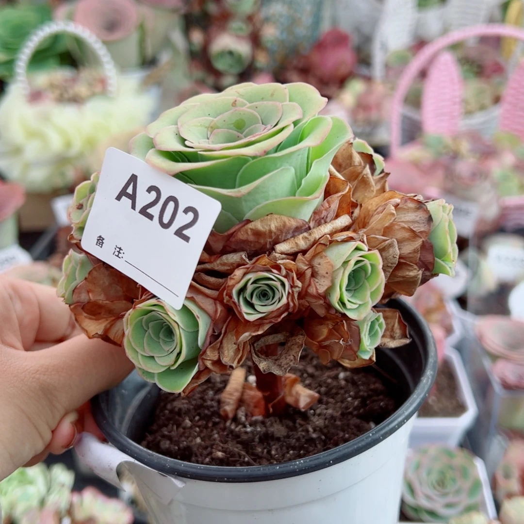 202悦影玫瑰手捧花。