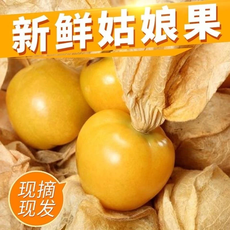 黑龙江正宗东北姑娘果新鲜现摘清甜可口的灯笼果当季水果