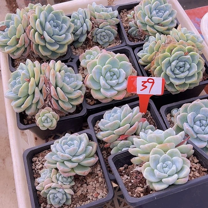 39一款多肉植物脱土