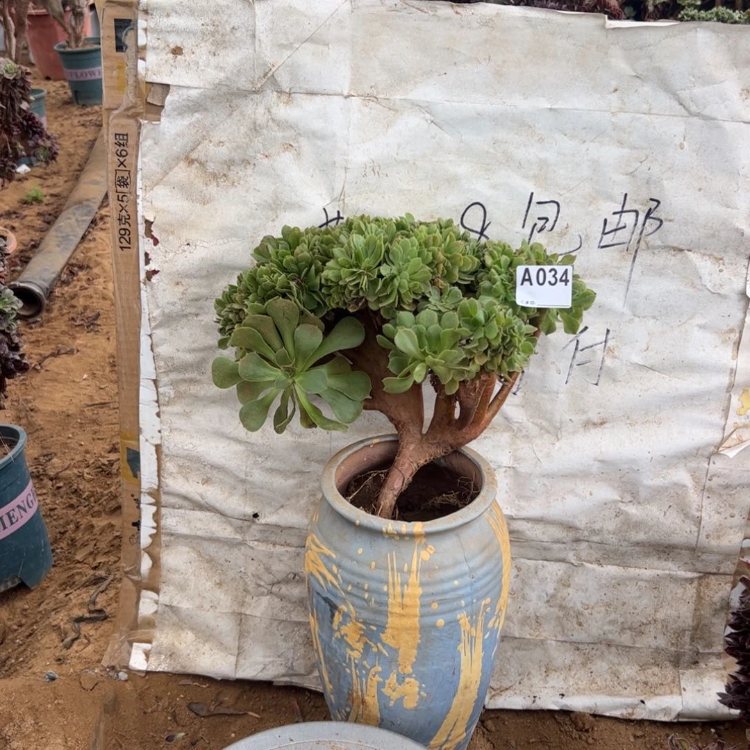 玫瑰缀034满28包邮啦