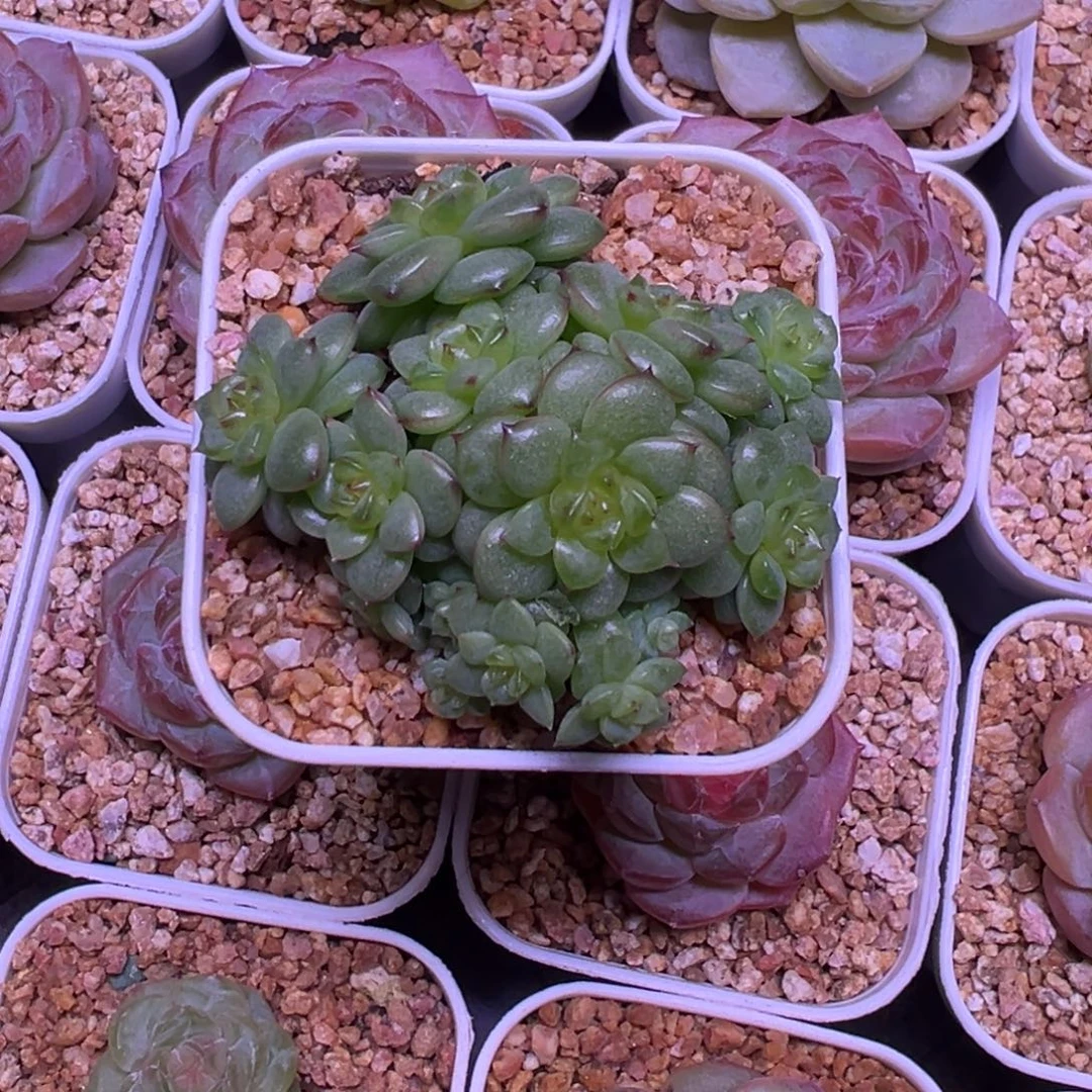 14头灯泡珍妮自然群整群包整