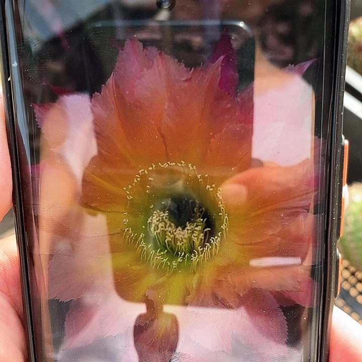 彩 美年达/侧芽歪20包邮/