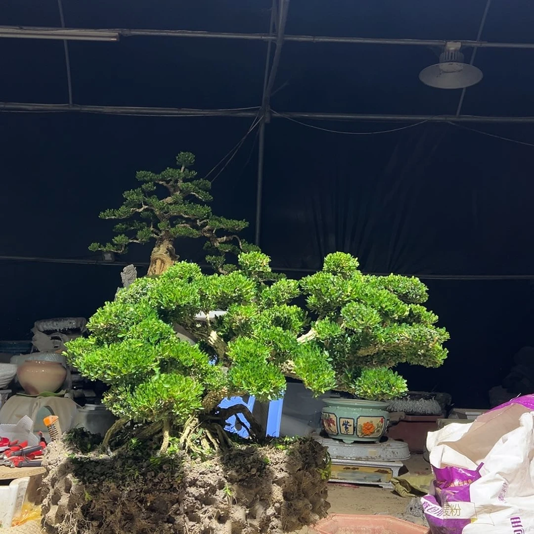 无花朵广东雀舌黄杨盆景