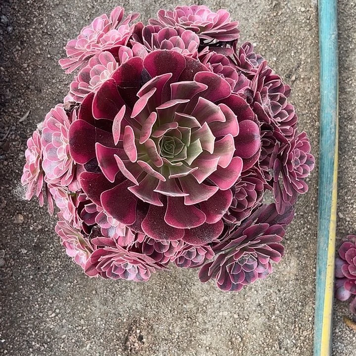 用***3多肉植物美杜莎锦。