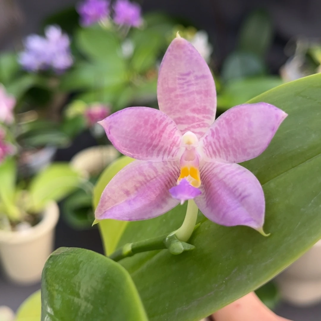 完全开放2.5寸3681开花株