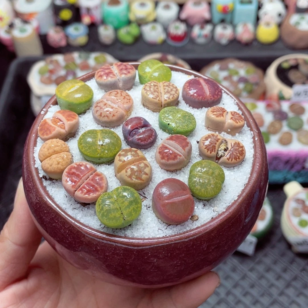 w5510 带盆土发货-零下地区拍保温箱