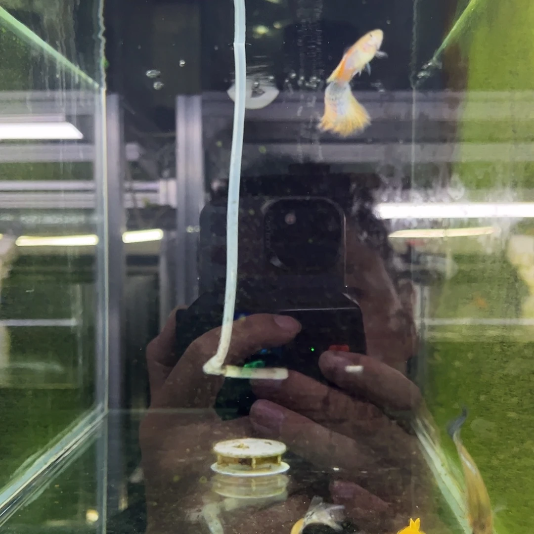 盷***颐孔雀鱼篮草一缸4条