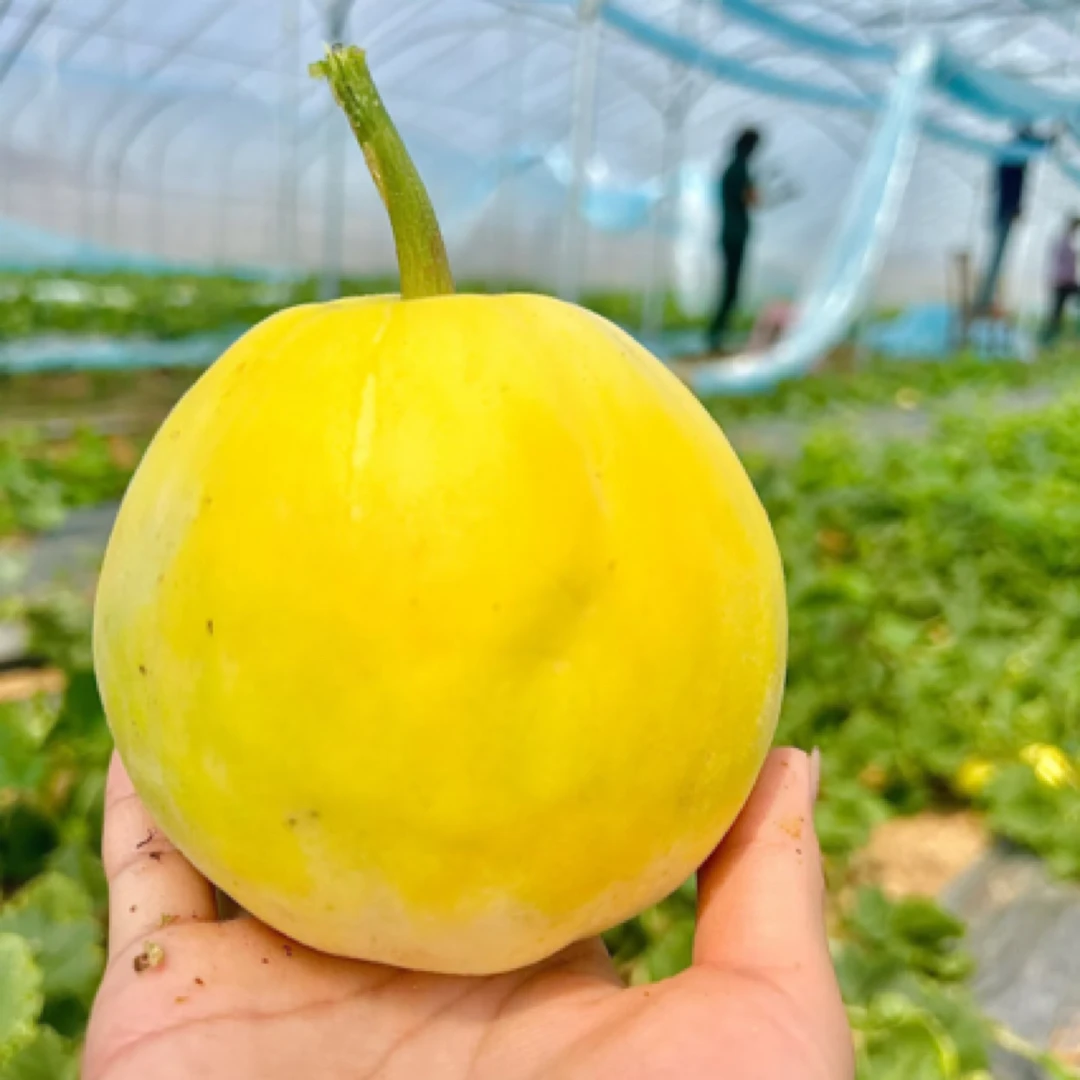 白糖罐香瓜（发2枚）