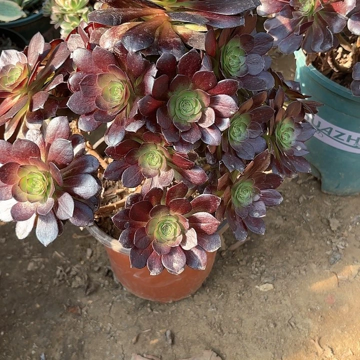 多肉植物赤焰莲14