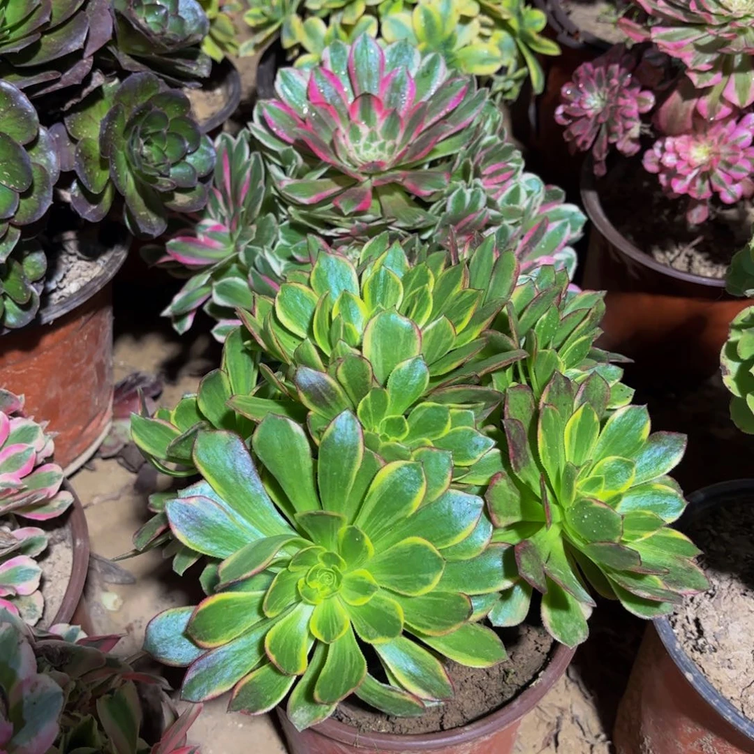 万花筒9.9法师多肉木质